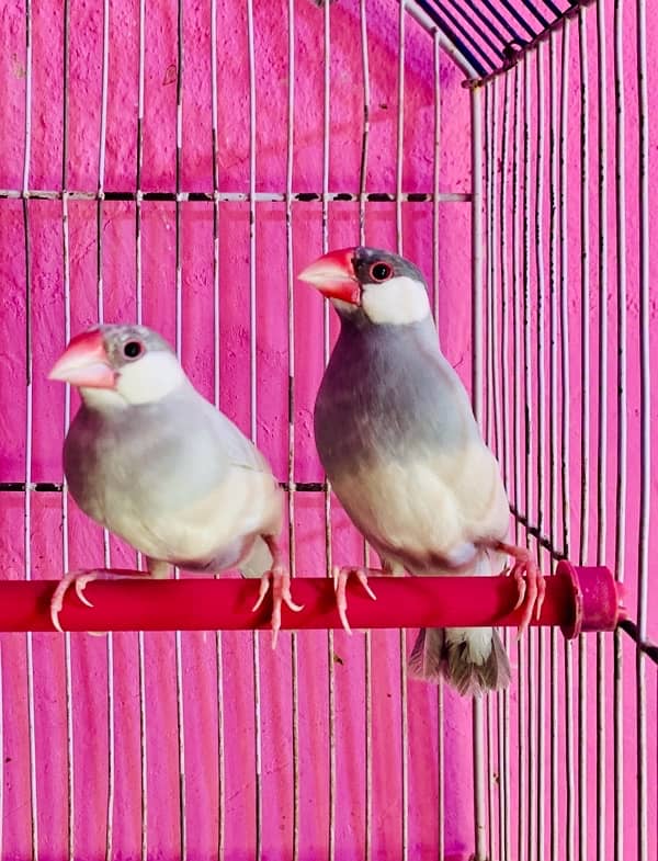 sliver java breeding pair for sale 1