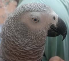 African Grey