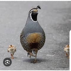 California Quail AMERICAN