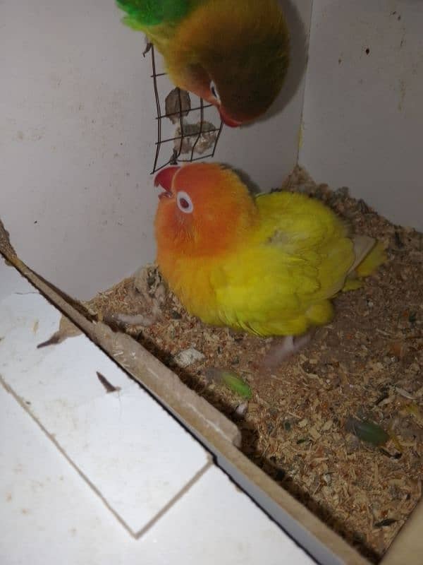 lovebird for sale pair 0