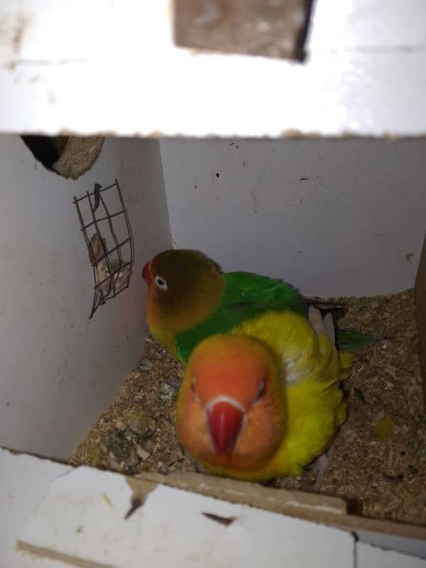 lovebird for sale pair 1