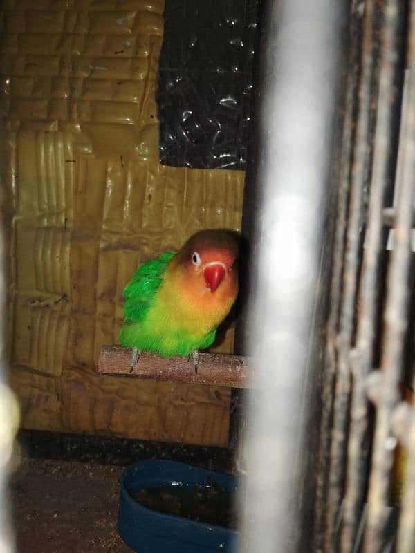 lovebird for sale pair 2