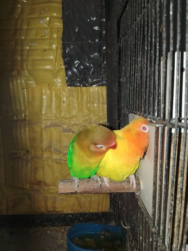 lovebird for sale pair 3