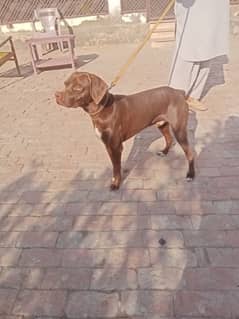 English pointer