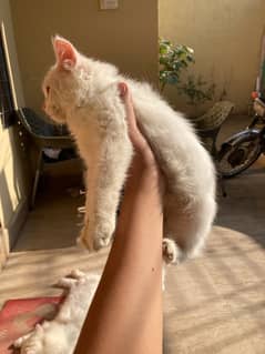 Turkish angora 3 month age