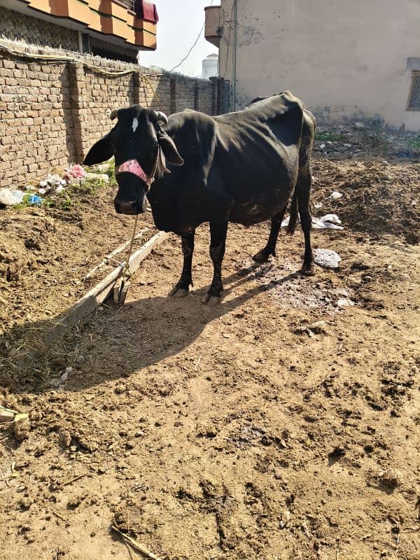 Jesrsy Cross cow For sale 3