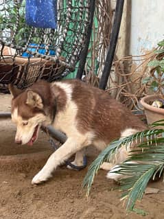 Siberian husky female brown white colour