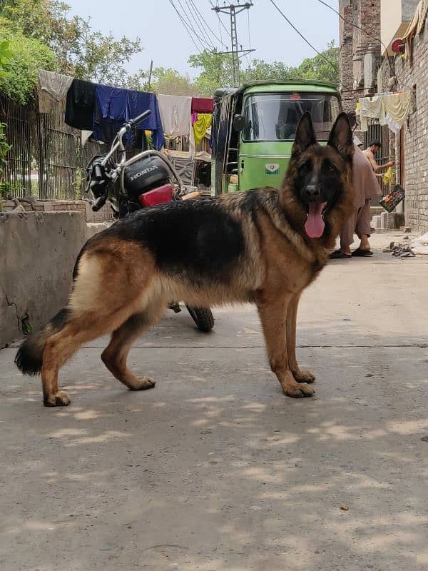 German Shepherd Puppies 1