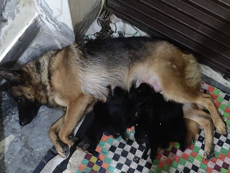 German Shepherd Puppies 2