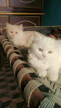 Persian cat triple coated punch face