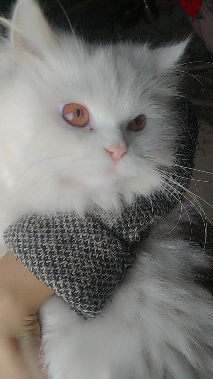 Persian cat triple coated punch face 3