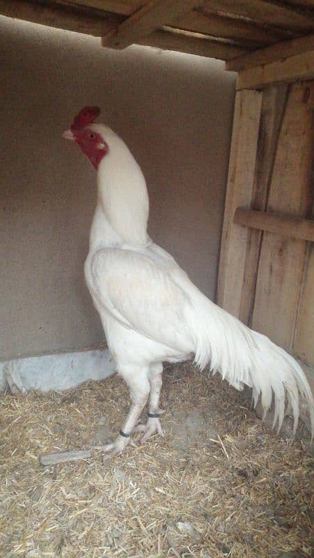 high quality heera aseel male available 0