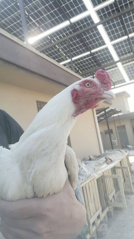 high quality heera aseel male available 1