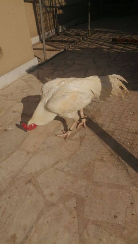 high quality heera aseel male available 4