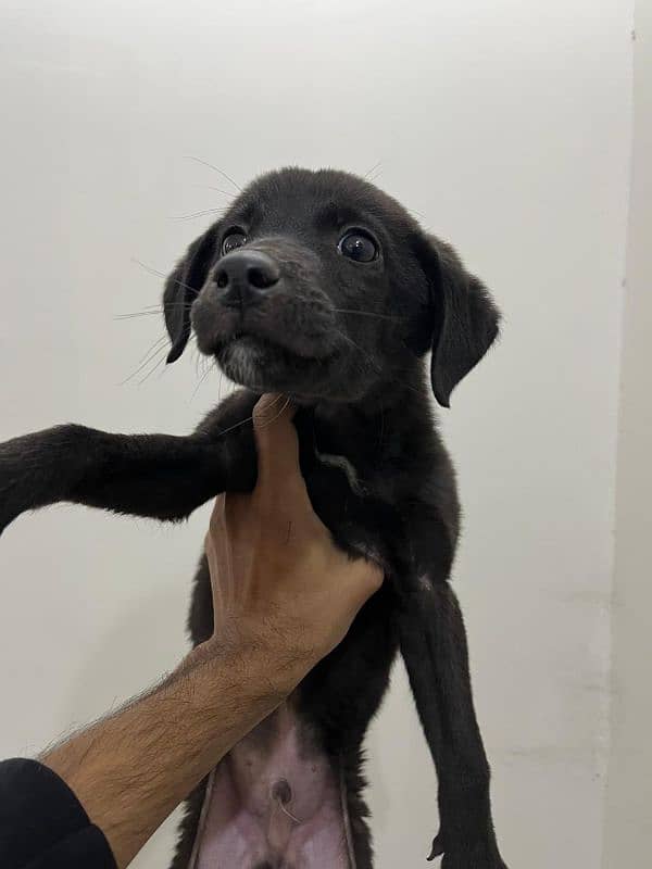 Labrador Puppy Male 1