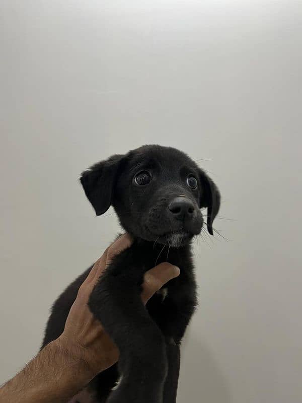 Labrador Puppy Male 2