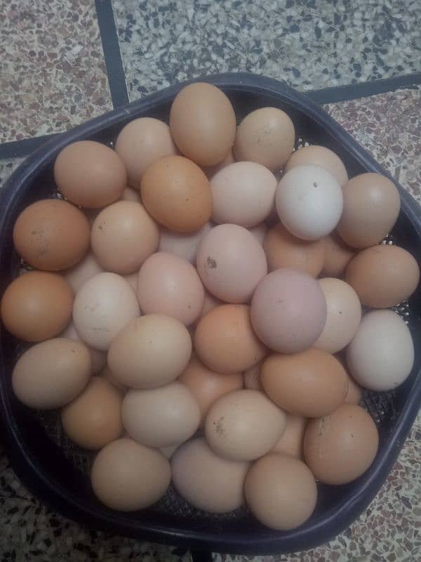 Desi hen eggs | Desi anday | Ghar ki Desi murgi 1