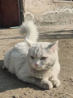 persian cat