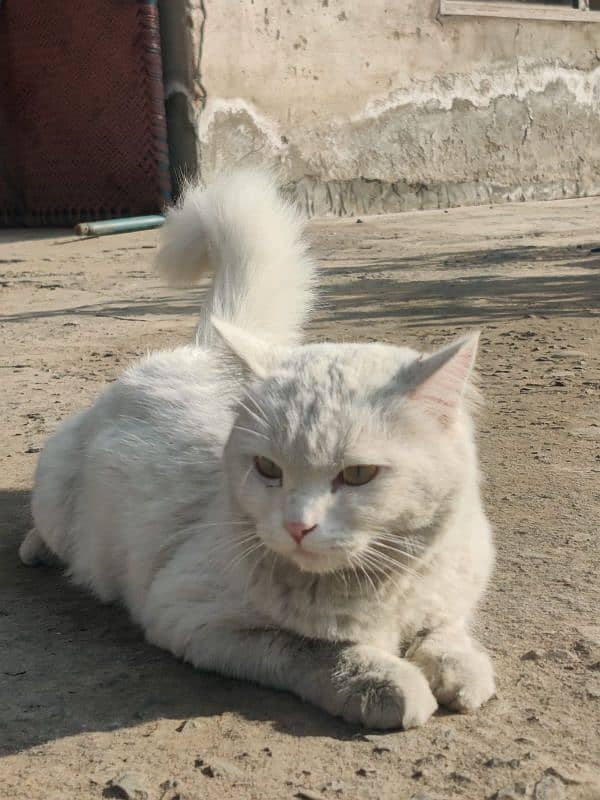 persian cat 0