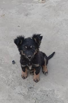 Belgian shepherd