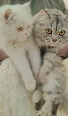 Persian Cats