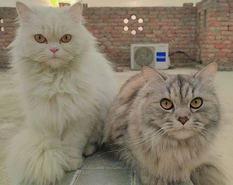 Persian Cats 1