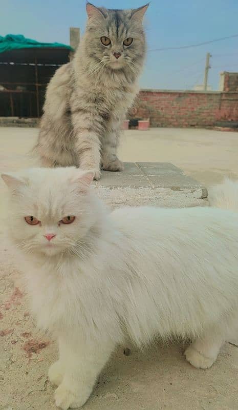 Persian Cats 2