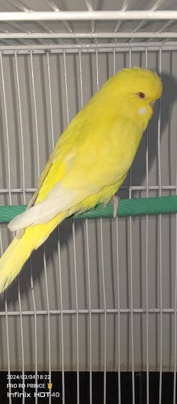 Exhibition Red eye Budgies female healthy and active flying all ok 2