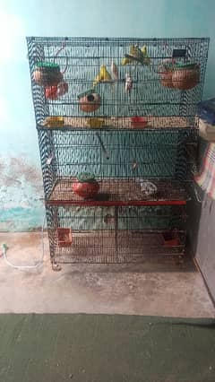 Austrilian Small Parrots With Cage Full setup