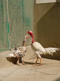 aseel heera cross hira murgha murghi pair hens