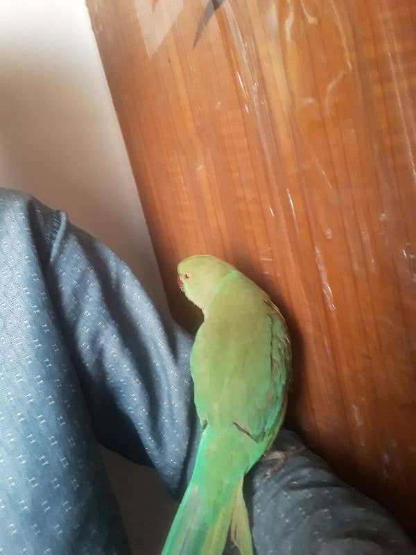 Green parrot hand tame 0