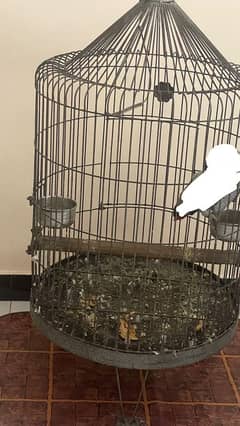 heavy iron cage for parrot 7000 rs