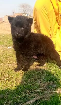 balck shepherd female long Cout 2 mahnt for sale