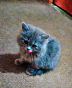 persian kittens triple coat for sale