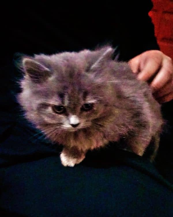 persian kittens triple coat for sale 1