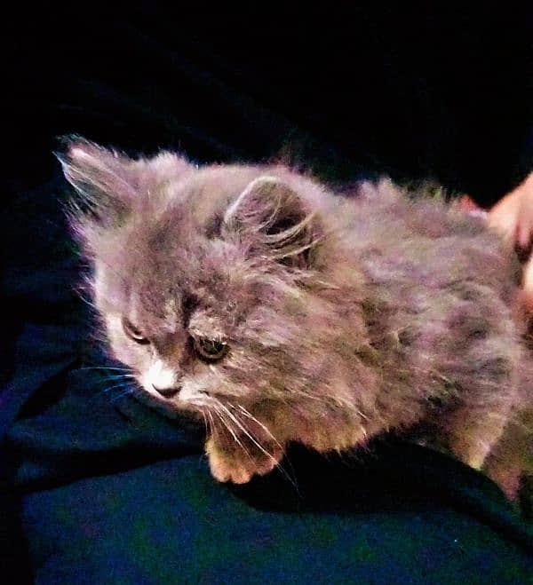 persian kittens triple coat for sale 2