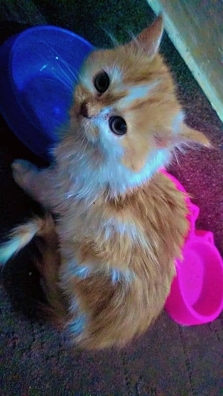 persian kittens triple coat for sale 3