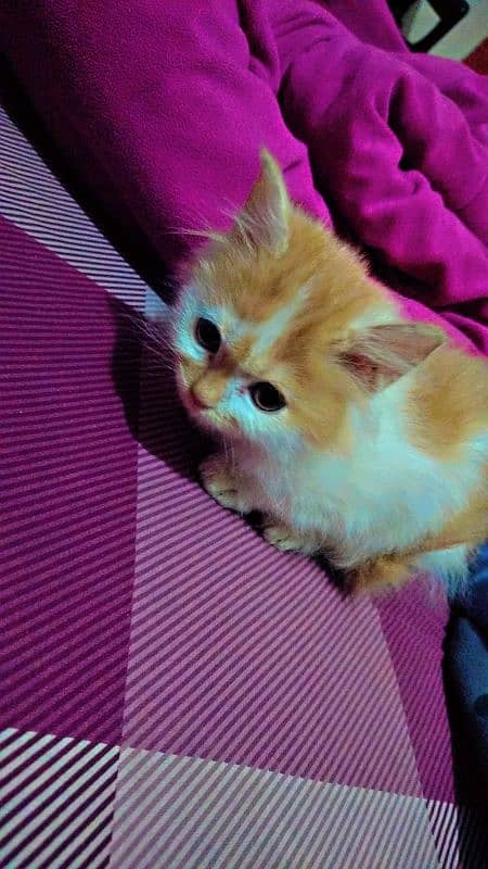 persian kittens triple coat for sale 4