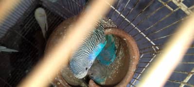 Budgie Pairs for sale