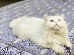 Persian cat odd eyes male