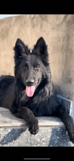 Top quality Pedigree black German Shepherd pair/gsd/black shepherd dog