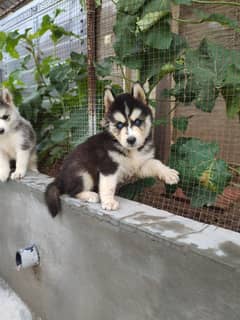 Siberian Husky | Wooly Coat | Blue Eyes | Siberian Husky Puppies