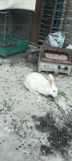 5 rabbits Han 1 female ha baki male Han sare bechne Han