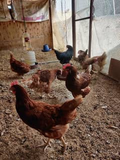 lohman brown & Sandy egg laying breed { all females vaccinated }