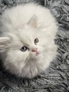 Persian kitten