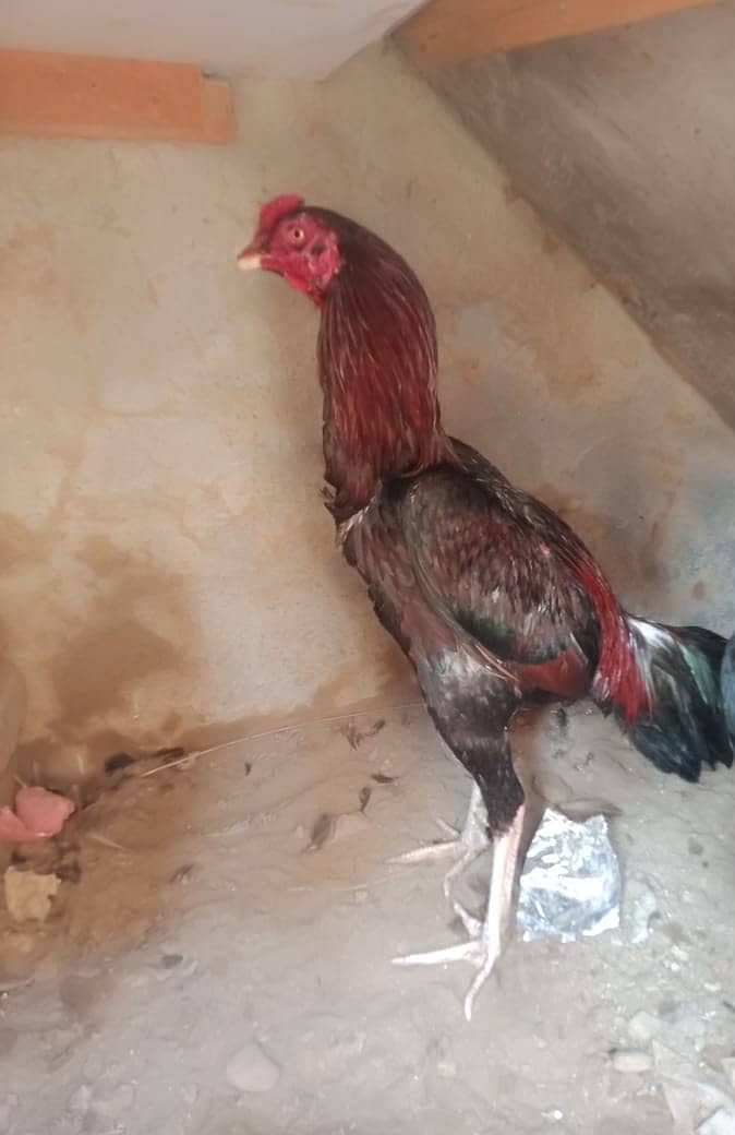 Murga for Sale/ High Quailty Murga/Hen For Sale 1