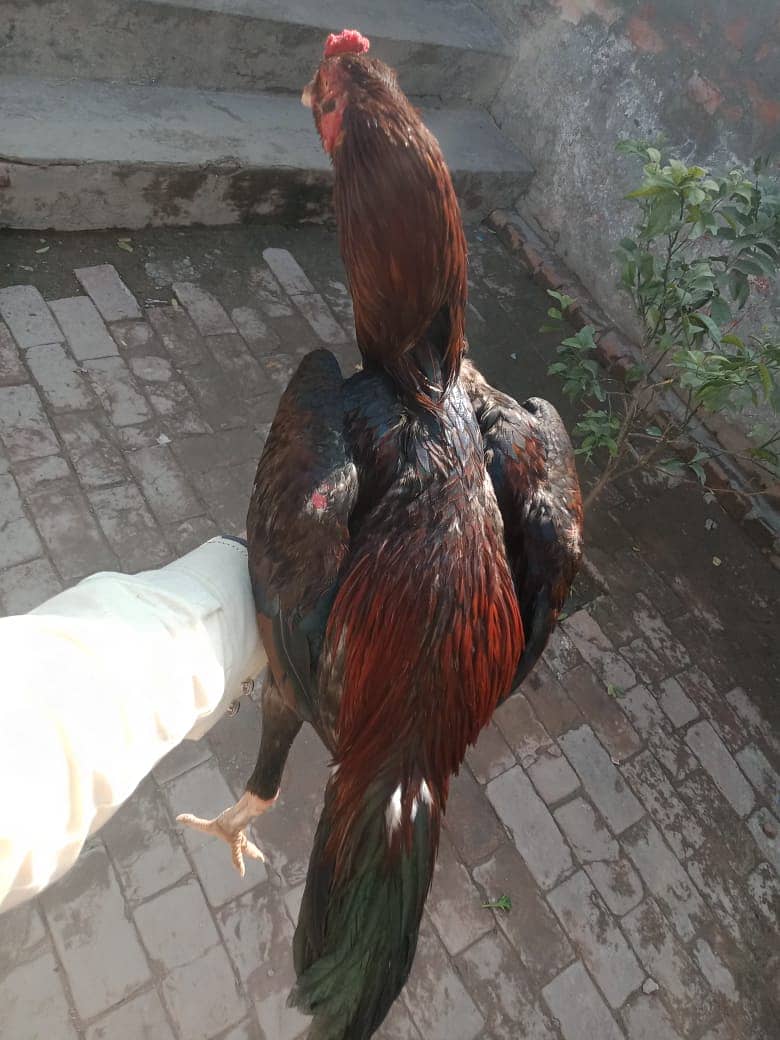 Murga for Sale/ High Quailty Murga/Hen For Sale 2