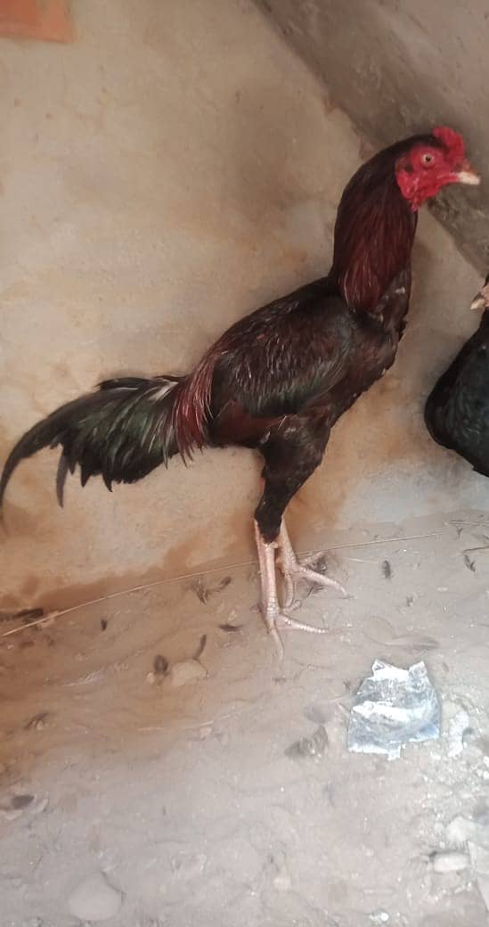 Murga for Sale/ High Quailty Murga/Hen For Sale 3