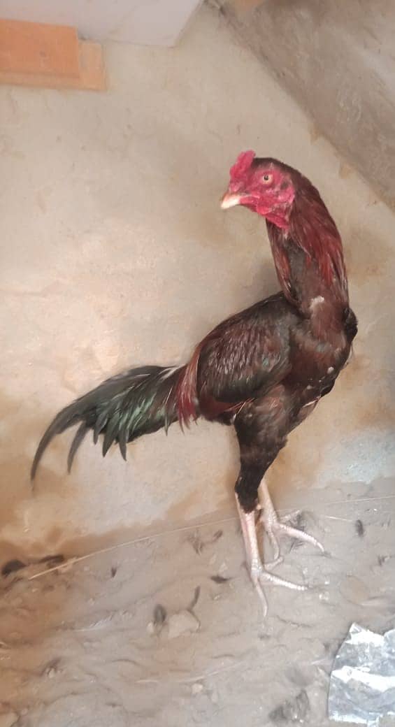 Murga for Sale/ High Quailty Murga/Hen For Sale 4