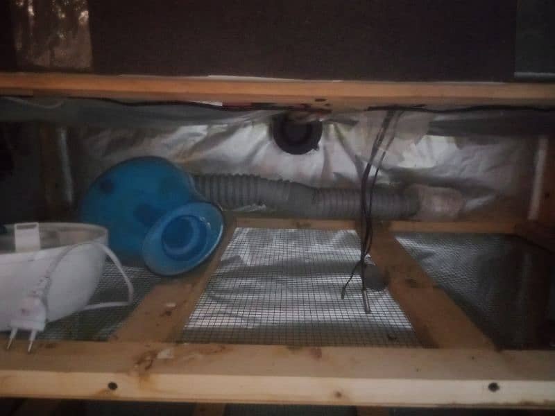 incubator for sale 1